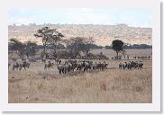 18TarangirePMGameDrive - 25 * Zebra and Wildebeest.